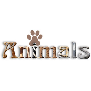 Motivordner Herma Animals 7165 - A4 315 x 285 mm Hunde 70 mm breit Hebelmechanik Folienkarton
