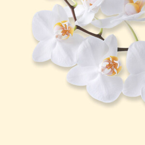 Motivpapier sigel DP904 - A4 White Orchid für alle Druckertypen FSC Feinpapier 90 g/m² Pckg/50